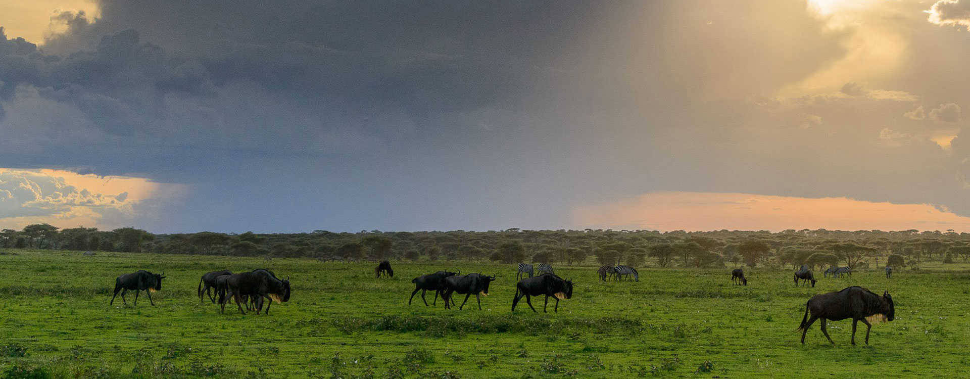 6 Days Classic Serengeti Under Canvas