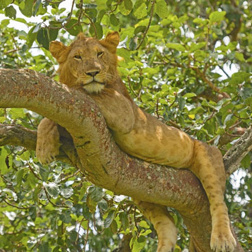 6 Days Queen Elizabeth and Kibale Safari