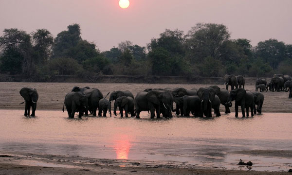 6 Day Ultimate Elephant Safari