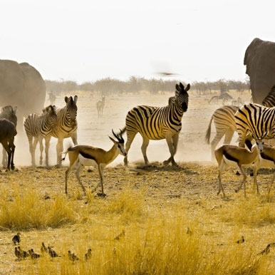 10 Day The Classic Namibia Safari