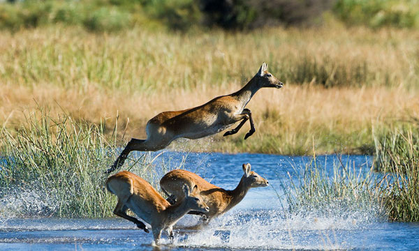 7 Days Predators of Okavango and Linyanti