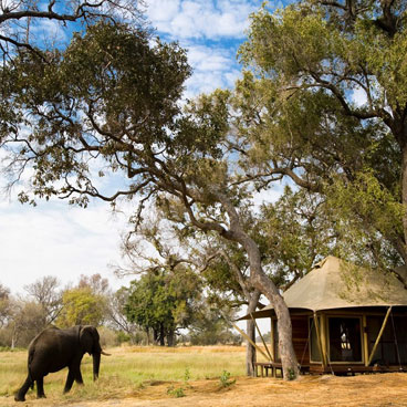 7 Day Ultimate Luxury Botswana Wildlife Safari