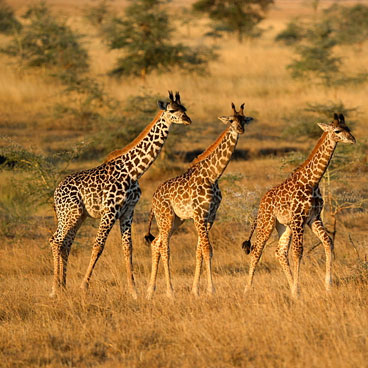 8 Days Diverse Wildlife and Scenery and Scenery Safari