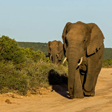 8 Days Diverse Wildlife and Scenery and Scenery Safari