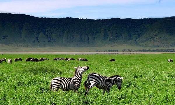 8 Day Diverse Wildlife and Scenery and Scenery Safari