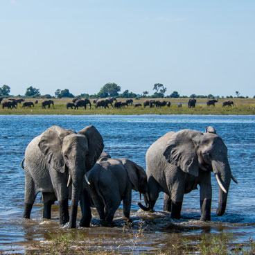8 Days Guided Safari Tour Botswana