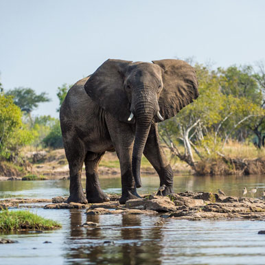 9 Days Highlights Of Zambia Safari Tour