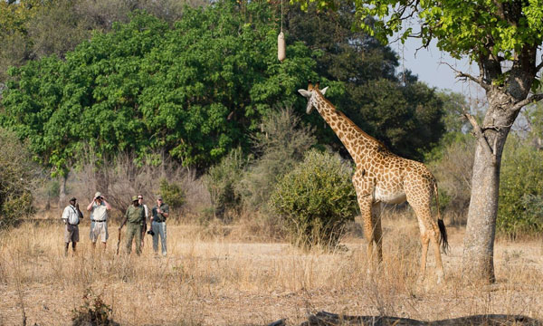 9 Day Highlights of Zambia Safari tour