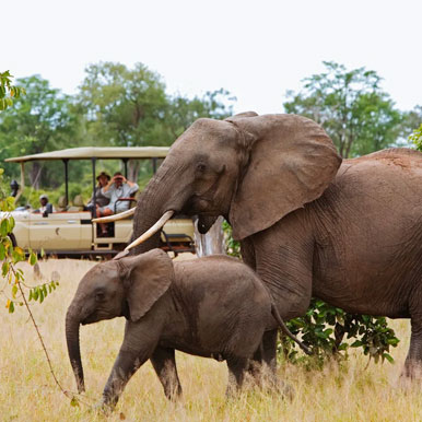9 Days Iconic South Luangwa Safari