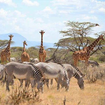 9 Days Kenya Highlights Safari