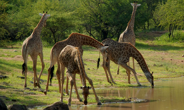 9 Days South Luangwa & Lower Zambezi Natioanal Park
