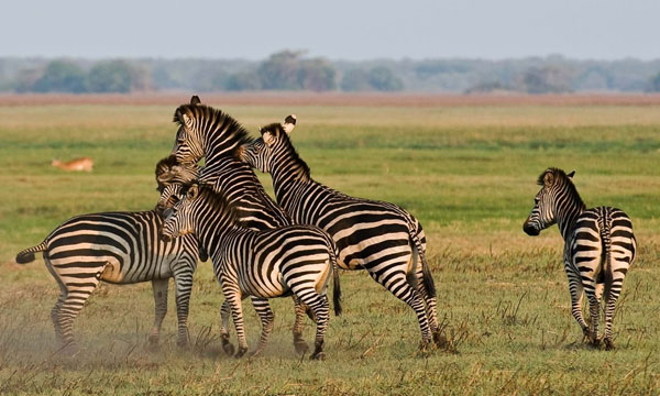 9 Days Best of Victoria Falls and South Luangwa National Park
