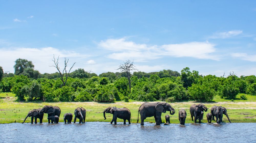 Best Time To Visit Chobe National Park