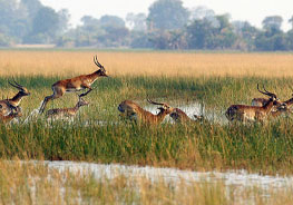 Visit Okavango Delta
