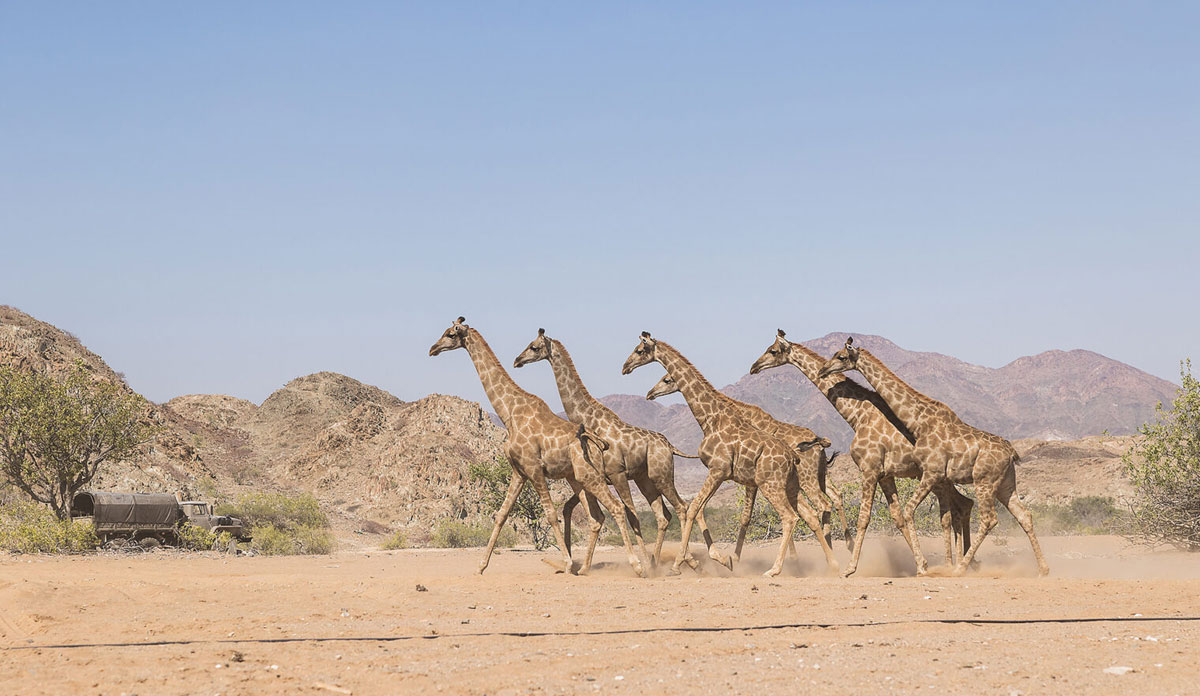 Central Kalahari Safari Packages