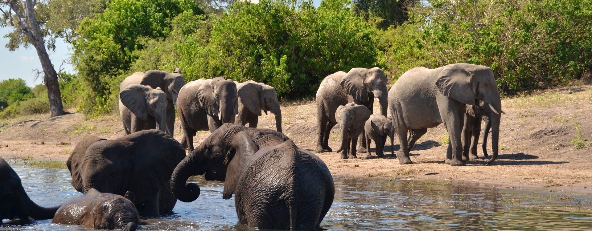 Elephant Encounters Victoria Falls 