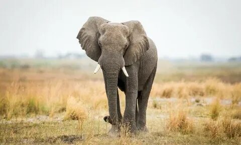 Victoria Falls Elephant Encounters