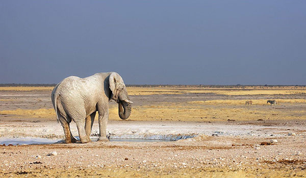 4 Day Etosha Fly-In Safari