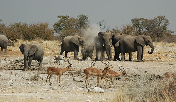 4 Day Classic Etosha National Park Safari
