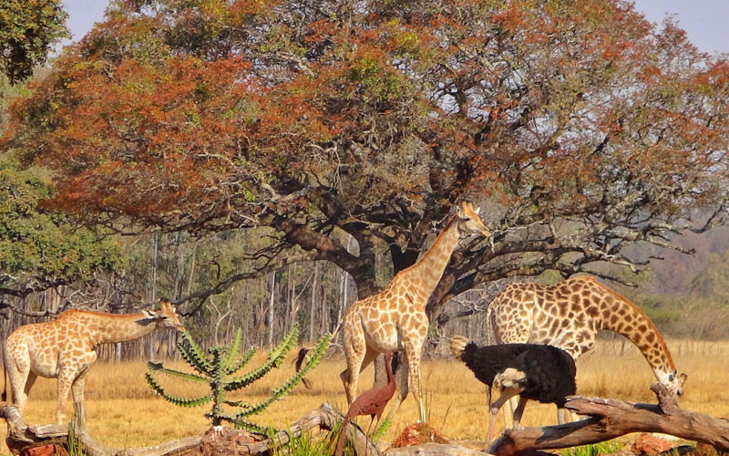 Wildlife Zimbabwe Destinations 