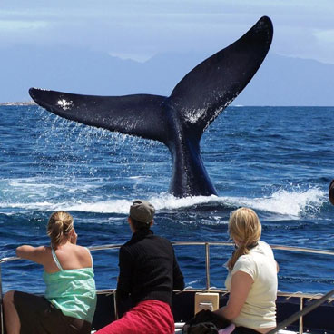 Full Day Cape Riviera & Whales