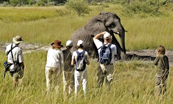 Full Day Guided Safari in Kruger National Park