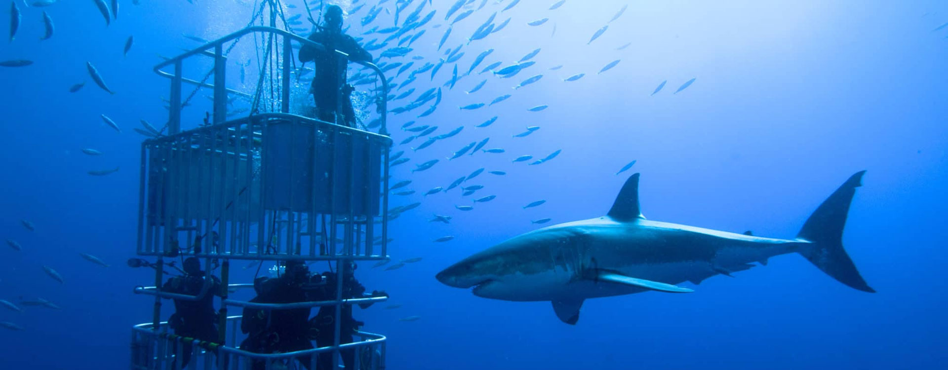 Full Day Shark Cage Diving