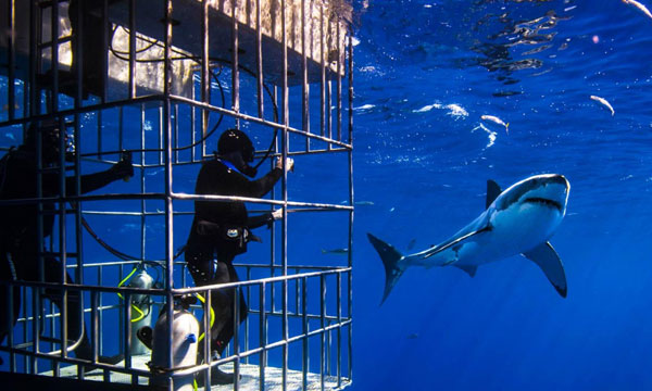 Full Day Shark Cage Diving