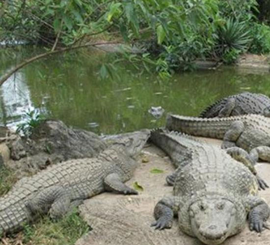 Livingstone Crocodile Park