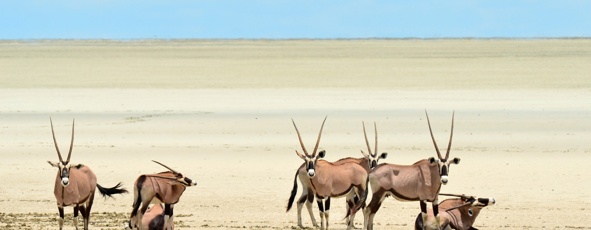 Namibia Safari Cost
