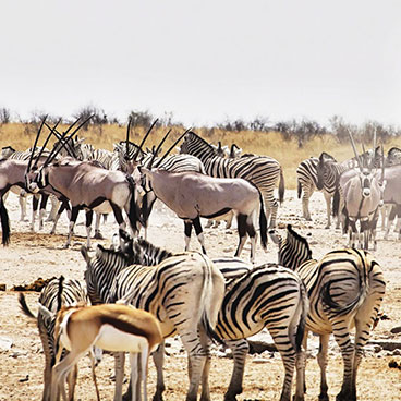 7 Day Namibia Highlights Fly-in Safari Luxury