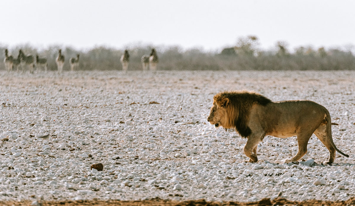 Namibia Safari Packages
