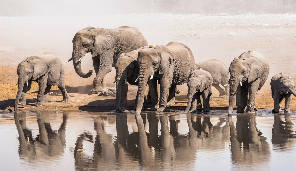 Namibia Wildlife