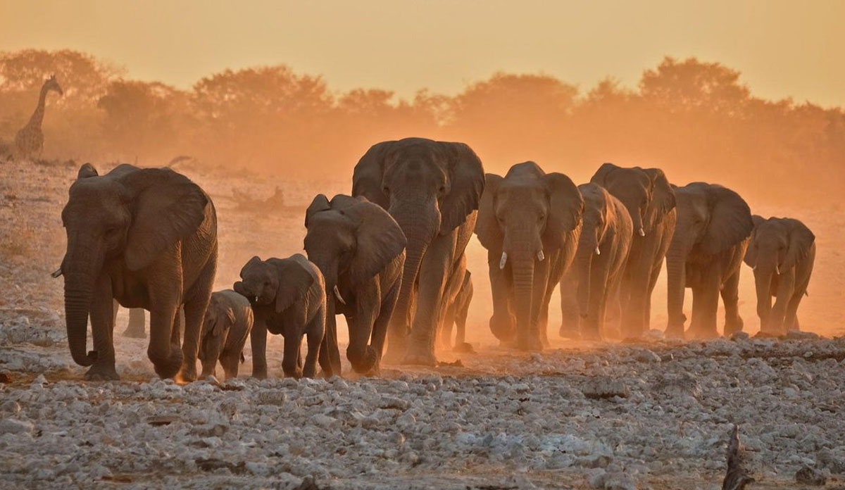 Namibia Wildlife