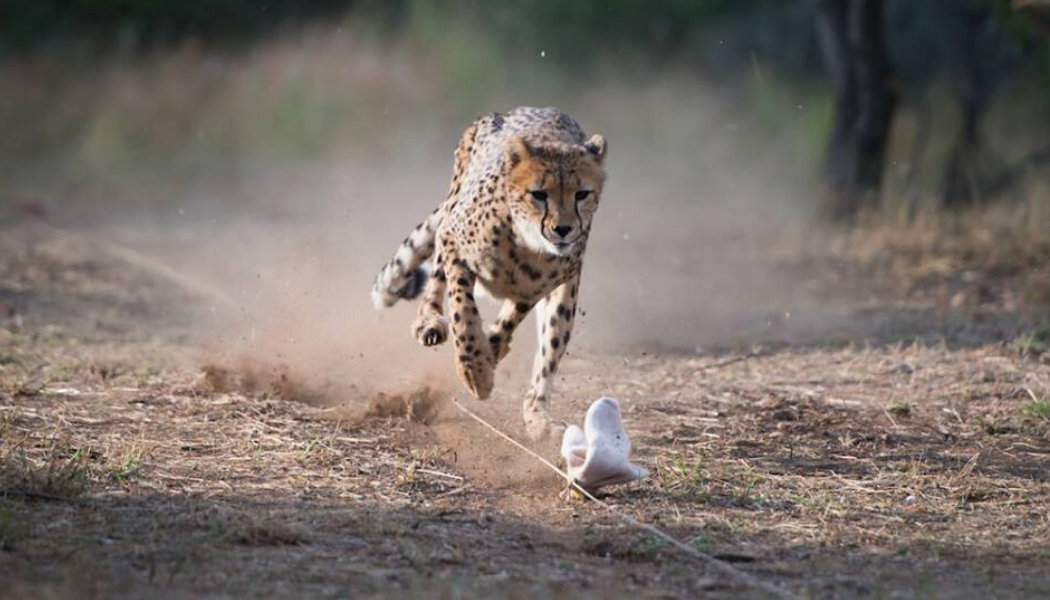 Namibia Wildlife