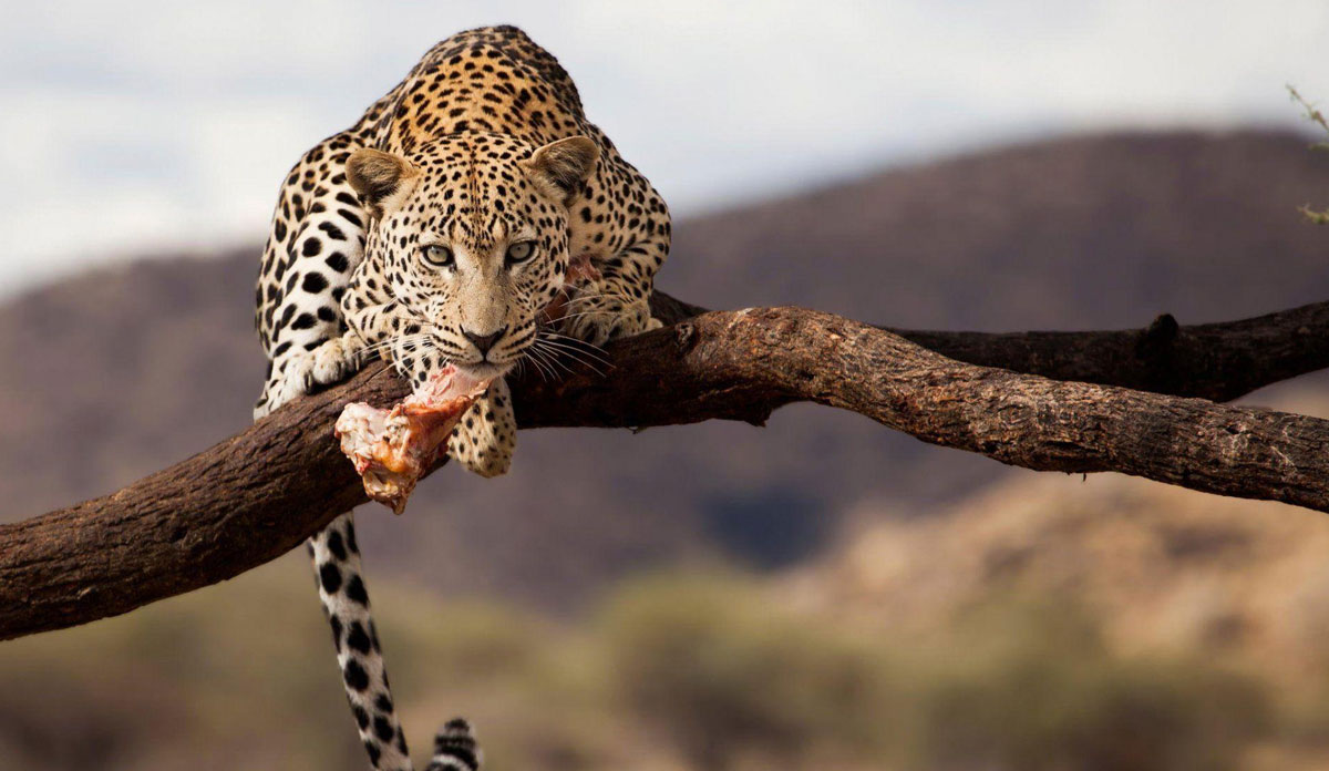 Namibia Wildlife