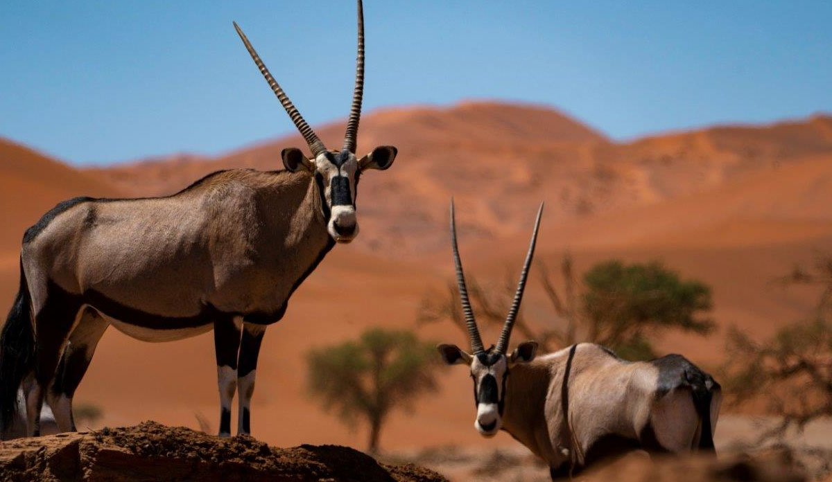 Namibia Wildlife