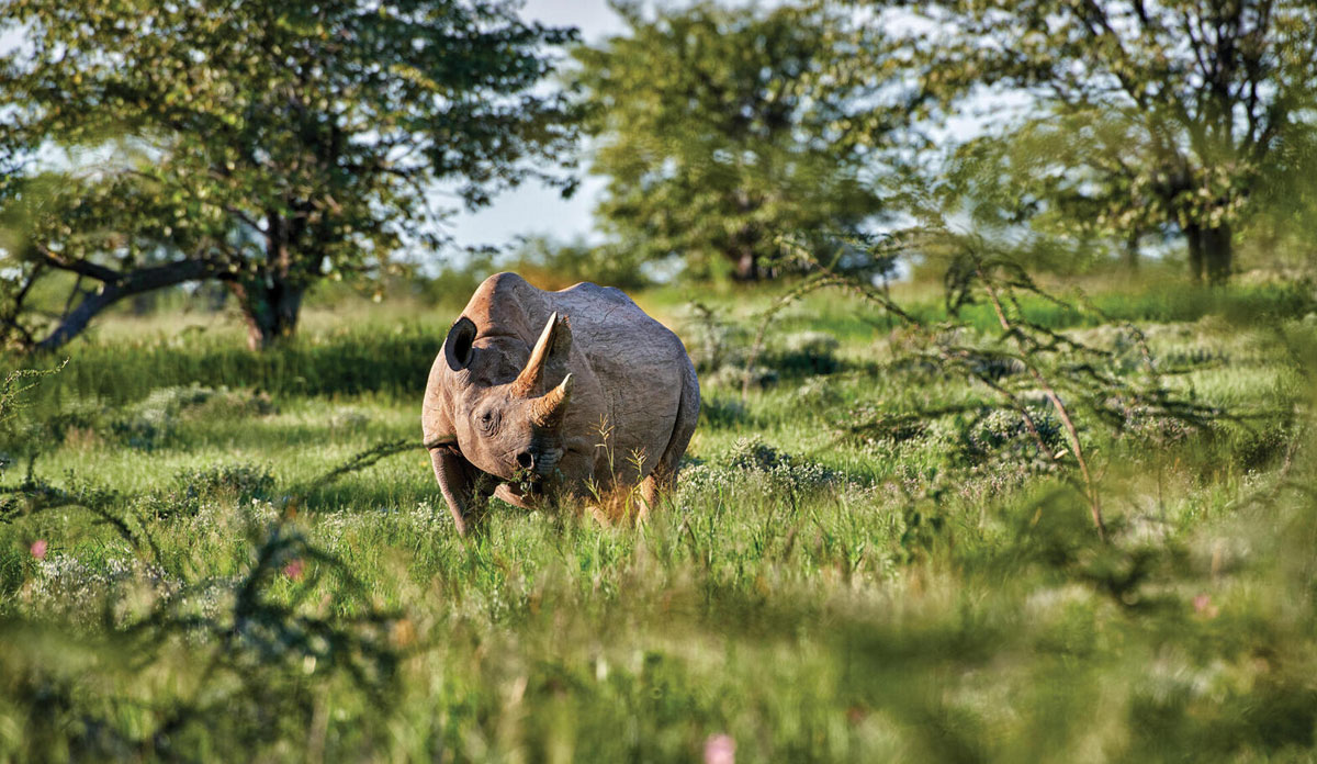 Namibia Wildlife