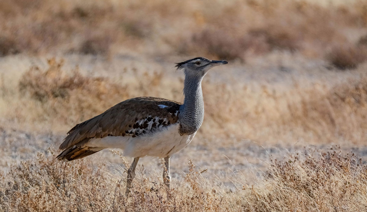 Namibia Wildlife