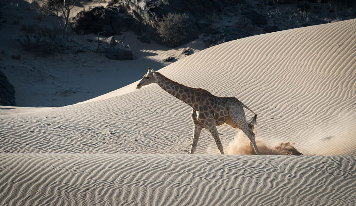 Namibia Wildlife