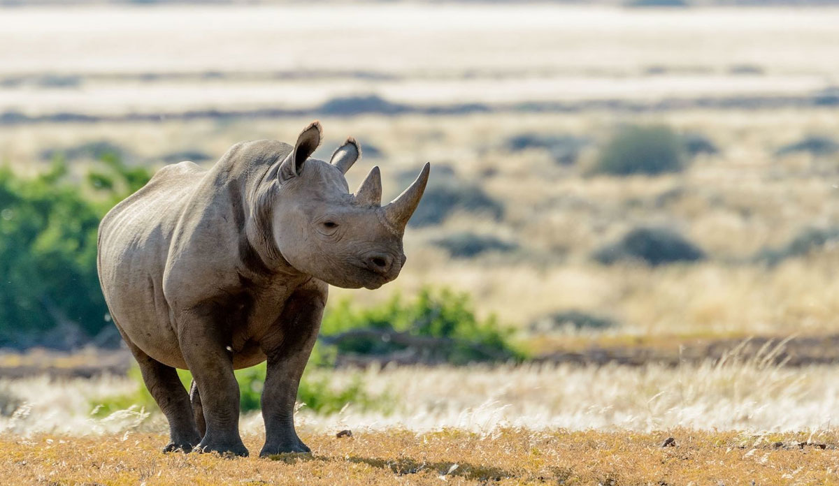 Namibia Wildlife