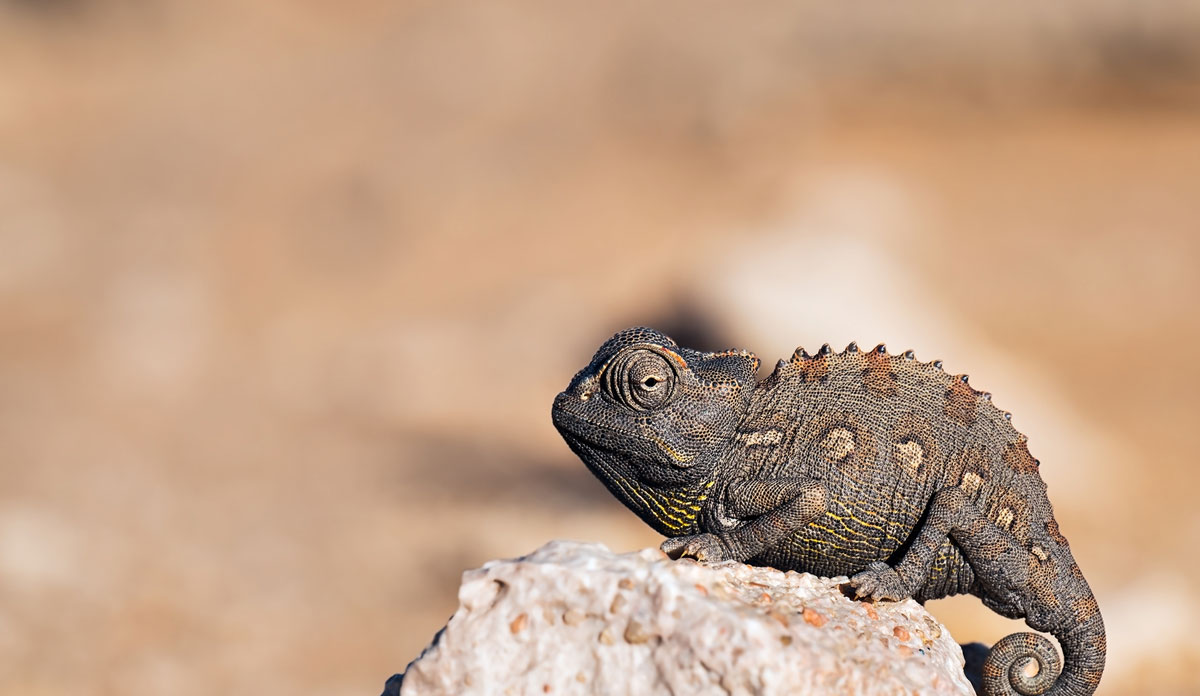 Namibia Wildlife