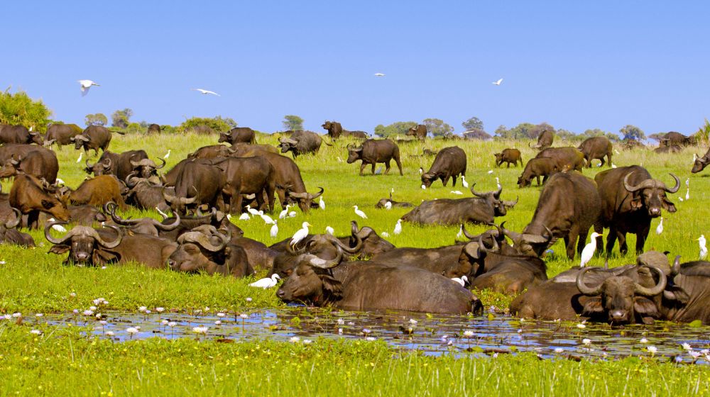 Okavango Delta Wildlife