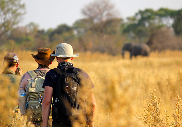 Botswana Safari Cost