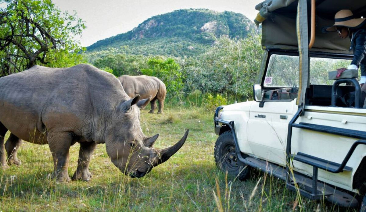 South Africa Safari Cost