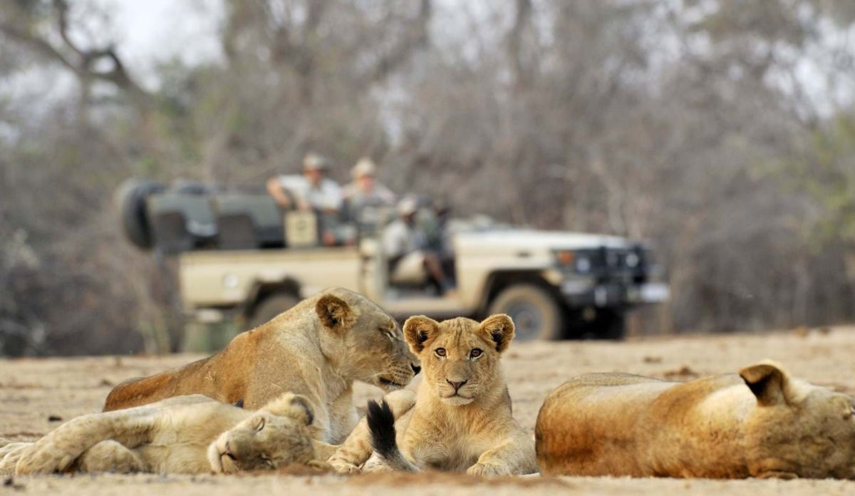 South Africa Safari Cost