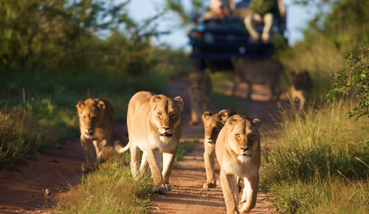 South Africa Safari Packages