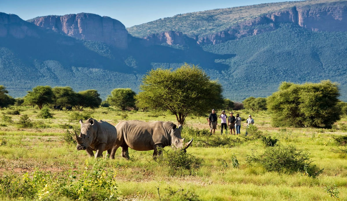 South Africa Safari Packages