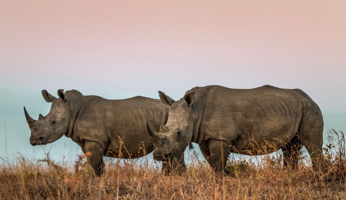 South Africa Wildlife