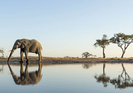 Things To Do In Chobe National Park